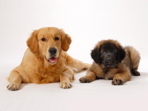 dogs, foto geurts